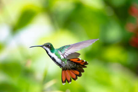 Female Black-throated Mango hummingbird, Anthracothorax nigricollis, in a unique pose hovering  with her orange tail flared and wings spread and green foliage blurred in the background.の写真素材