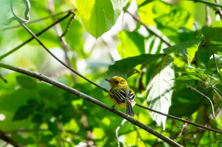 Small Yellow-breasted Flycatcher bird, Tolmomyias flaviventris, looking back at camera perched in dense forest.の写真素材