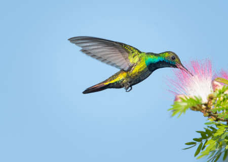 Glittering male, Black-throated Mango hummingbird, Anthracothorax nigricollis, in flight in the blue...