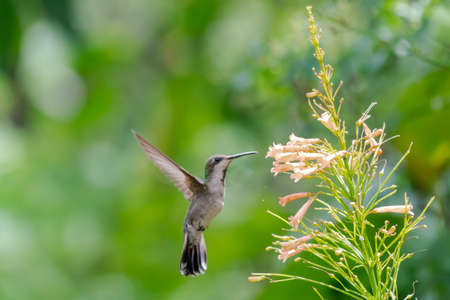 Female Ruby Topaz hummingbird feeding on peach colored Antigua Heath flowers in a vivid pastel...