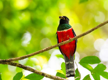 A colorful Collared Trogon bird, Trogon collaris, with red green and white feathers perched in the rainforest eating an insect.の写真素材