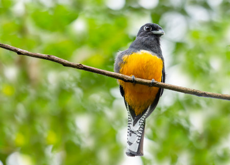 A Green-backed Trogon, Trogon viridis, perched on a branch in the rainforest of Trinidad and Tobago.の写真素材