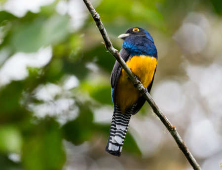 Vivid green and yellow colors of a Guinanan Trogon, Trogon violaceus, (bird) perched in a tree in the rainforest of Trinidad and Tobago.の写真素材