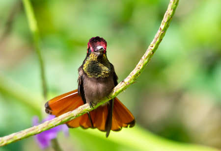 Beautiful and stunning Ruby Topaz hummingbird, Chrysolampis mosquitus, with red and yellow feathers...