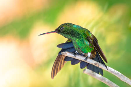 A glittery green Copper-rumped hummingbird, Amazilia tobaci, stretching and preening in a garden with a blurred background.の写真素材