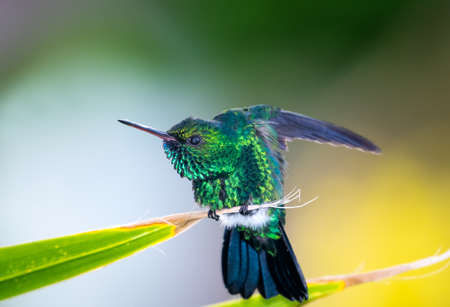 A beautiful, glittery Blue-chinned Sapphire hummingbird, Chlorestes notata, stretching and preening in a tropical garden.の素材 [FY310184679420]