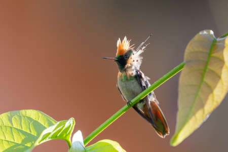 Exotic and colorful Tufted Coquette hummingbird, Lophornis ornatus, second smallest bird in a unique...