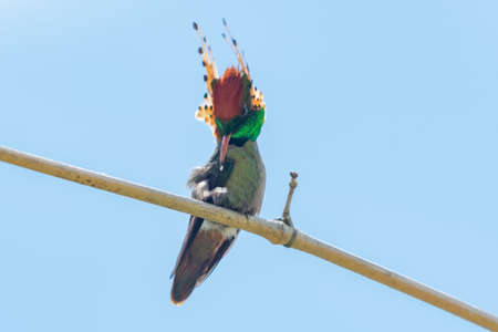 Exotic and colorful Tufted Coquette hummingbird, Lophornis ornatus, preening, in an unusual pose in...