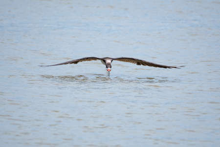 Water bird, a Black Skimmer, Rynchops niger, fishing for food in the sea with wings outstretched on...