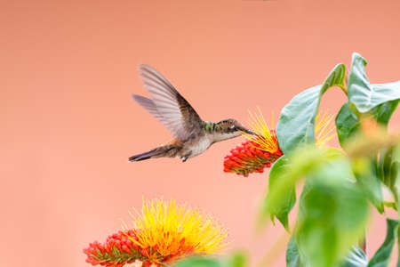 Young, molting Ruby Topaz hummingbird, chrysolampis mosquitus, feeding on a tropical Monkey Brush flower, Combretum Vine isolated on a pink background.の写真素材