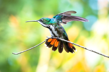 Pretty and colorful Black-throated Mango hummingbird, stretching in a garden in Trinidad and Tobago.の写真素材