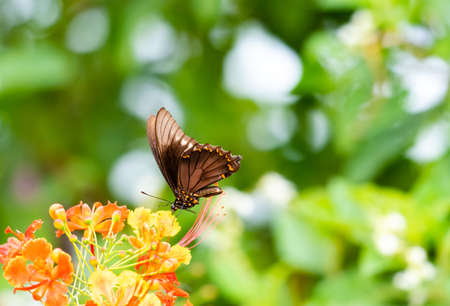 Pretty tropical black Swallowtail butterfly feeding on a tropical yellow and orange Pride of...