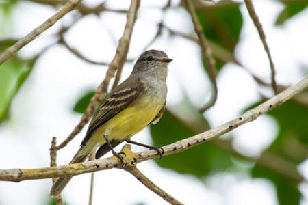 Yellow and gray Northern Scrub Flycatcher, Sublegatus arenarum, perched on a branch in a tree. Bird in wildの写真素材