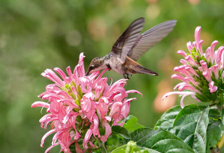 Young, glittering Ruby Topaz hummingbird, Chrysolampis mosquitus, feeding on a tropical pink...