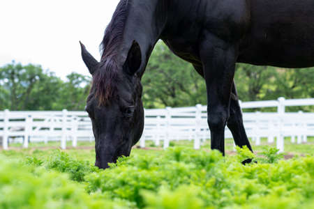 Pretty black horse, a mare grazing on green grass in a pasture with a white fence.の写真素材