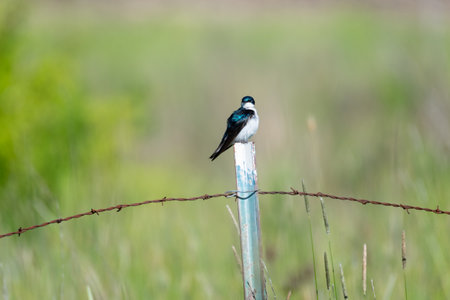 Tree Swallow, Tachycineta bicolor, perching on a barbed wire fence in a field.  Small bird.の写真素材