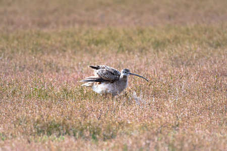 Long-billed Curlew, Numenius americanus, fluffing and preening in a field in the warm morning light.の写真素材