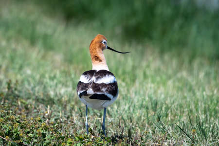 Rear view of an American Avocet, Recurvirostra americana, standing in green grassの写真素材