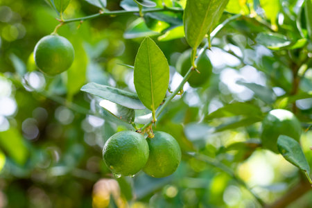 Fresh, natural cluster of juicy limes growing on a lime tree in the Caribbean. Organic natural fruit.の写真素材