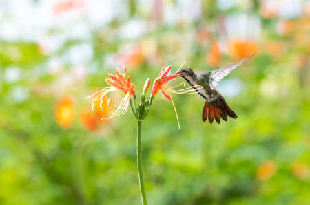 Female Black-throated Mango hummingbird, Anthracothorax nigricollis, feeding on an orange lily...