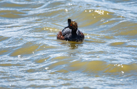 Eared Grebe, Podiceps nigricollis, floating on a pond in the sunlight with red eyes and water...