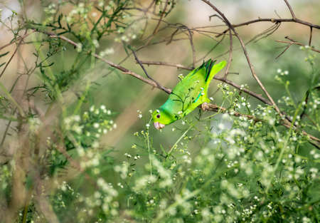 Cute Green-rumped Parrotlet, Forpus passerinus, in the wild eating seeds and foraging for food in a field.  Tropical bird in nature.の素材 [FY310188982022]