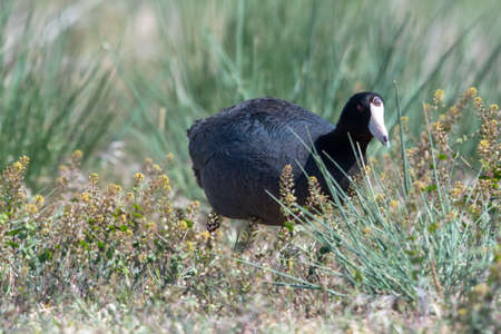 An American Coot, Fulica americana, walking in a marsh foraging for food on a sunny day.  Bird in wild.の写真素材