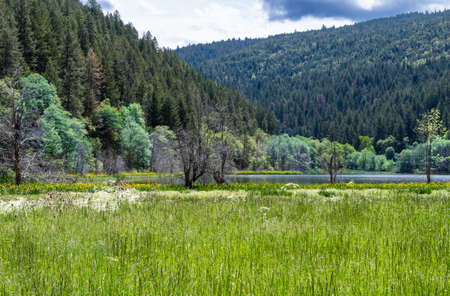 Pretty mountain lake and meadow with white wildflowers and forest and mountains in the background. Squaw Lake, Applegate Oregon.の写真素材