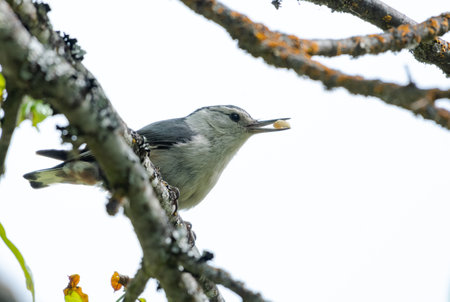 White-breasted Nuthatch, Sitta carolinensis, bird eating a grub, perched on a branch.の写真素材