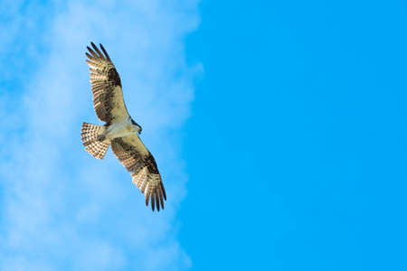 An Osprey, Pandion haliaetus, soaring in the blue sky with wings spread.