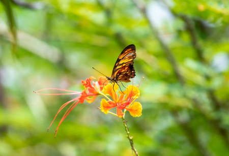 Orange butterfly sipping nectar from a tropical flower.
Gulf Fritillary drinking from Pride of Barbados flower.の写真素材