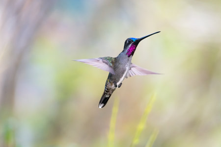 Tropical hummingbird, Long-billed Starthroat hovering with a soft pastel background.の写真素材