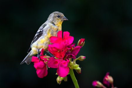 Small Goldfinch, Spinus tristis, perching on a bright pink Begonia flower isolated with a black background.の写真素材