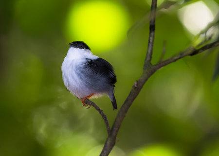 A cute black and white bird, White-bearded Manakin, Manacus manacus, preening in a tropical rainforestの写真素材