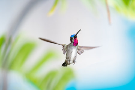 Tropical scene of a hummingbird with a ruby throat in the Caribbean.の写真素材