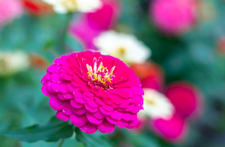 Beautiful closeup of a pink Zinnia flower blooming in a backyard garden.の写真素材