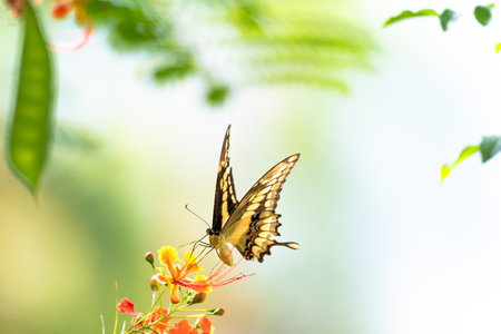 Minimalistic photo of a yellow swallowtail sipping nectar from a tropical flower with pastel colors.の写真素材