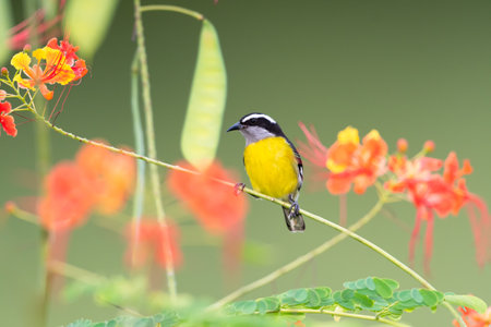 Small yellow bird, Bananaquit, perched on branch with flowers blurred in the background.の写真素材