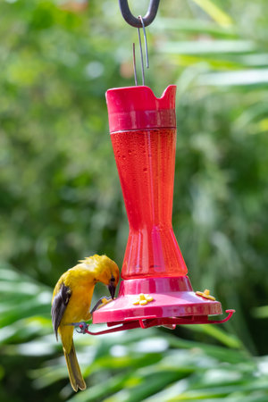Yellow Oriole, Icterus nigrogularis, bird drinking nectar from a hummingbird feeder in a garden.の写真素材