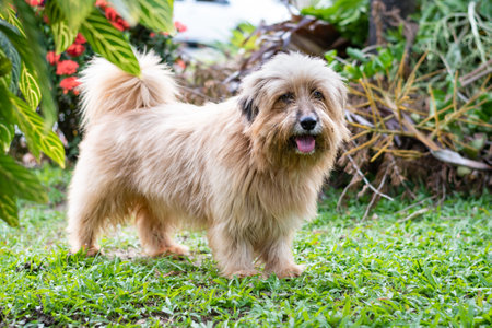 Cute fluffy brown dog panting outside on grass next to plants.の写真素材