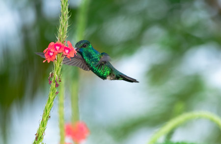 Glittering Blue-chinned Sapphire hummingbird drinking nectar on a pink Vervain flower in nature.の写真素材