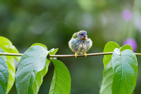 Cute, colorful bird fluffing his feathers on a branch in the rainforest of Trinidad and Tobago.の写真素材