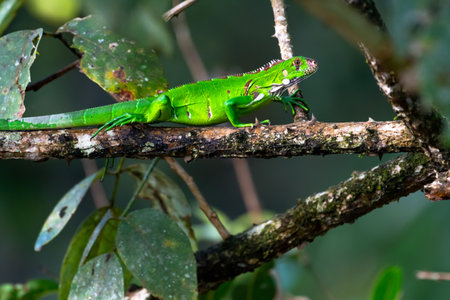 Close up of a Green Iguana walking on a branch in the dense jungle.の写真素材
