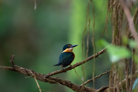 Small American Pygmy Kingfisher bird perched on a branch near some vines in the dense jungle.の写真素材