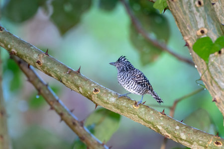 A black and white bird perched on a branch with a soft pastel colored background.の写真素材