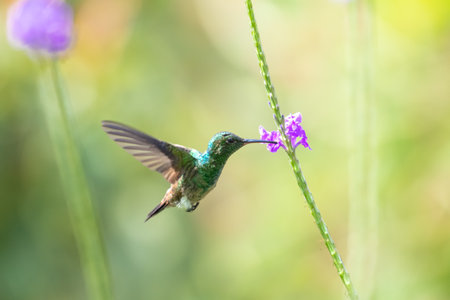 Young Copper-rumped hummingbird feeding on a purple Vervain flower with soft, muted colors.の写真素材