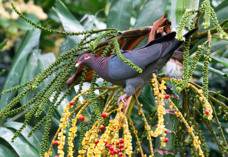 Scaly Naped Pigeon perched in a palm tree in a tropical garden on the island of Barbados.の写真素材
