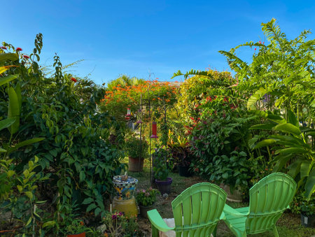 Tropical hummingbird garden with morning sunlight beginning to illuminate the shadows with two chairs taken in early morning.の写真素材