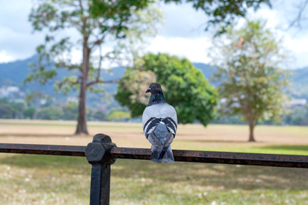 A lone pigeon perched on a metal fence looking back with a park setting blurred in the background.の写真素材
