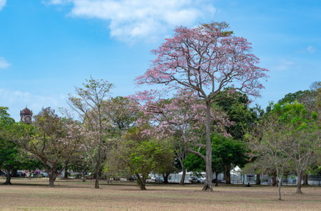 Trees in a park with pink flowers located in Queens Park Savannah, Trinidad and Tobago.の写真素材